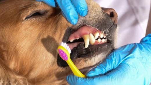 Pet's Dental Health